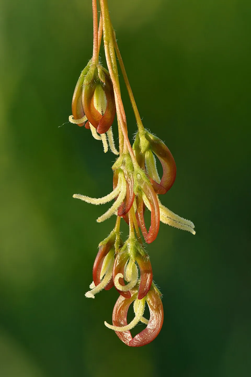 Acer Negundo Flower — botanical anatomy illustration