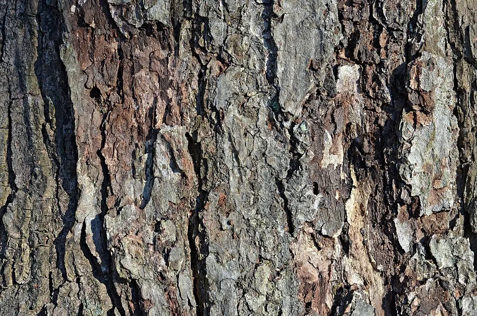 Acer Rubrum Bark & Stem — botanical anatomy illustration