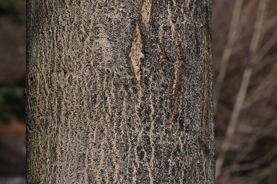 Acer Saccharum Bark & Stem — botanical anatomy illustration