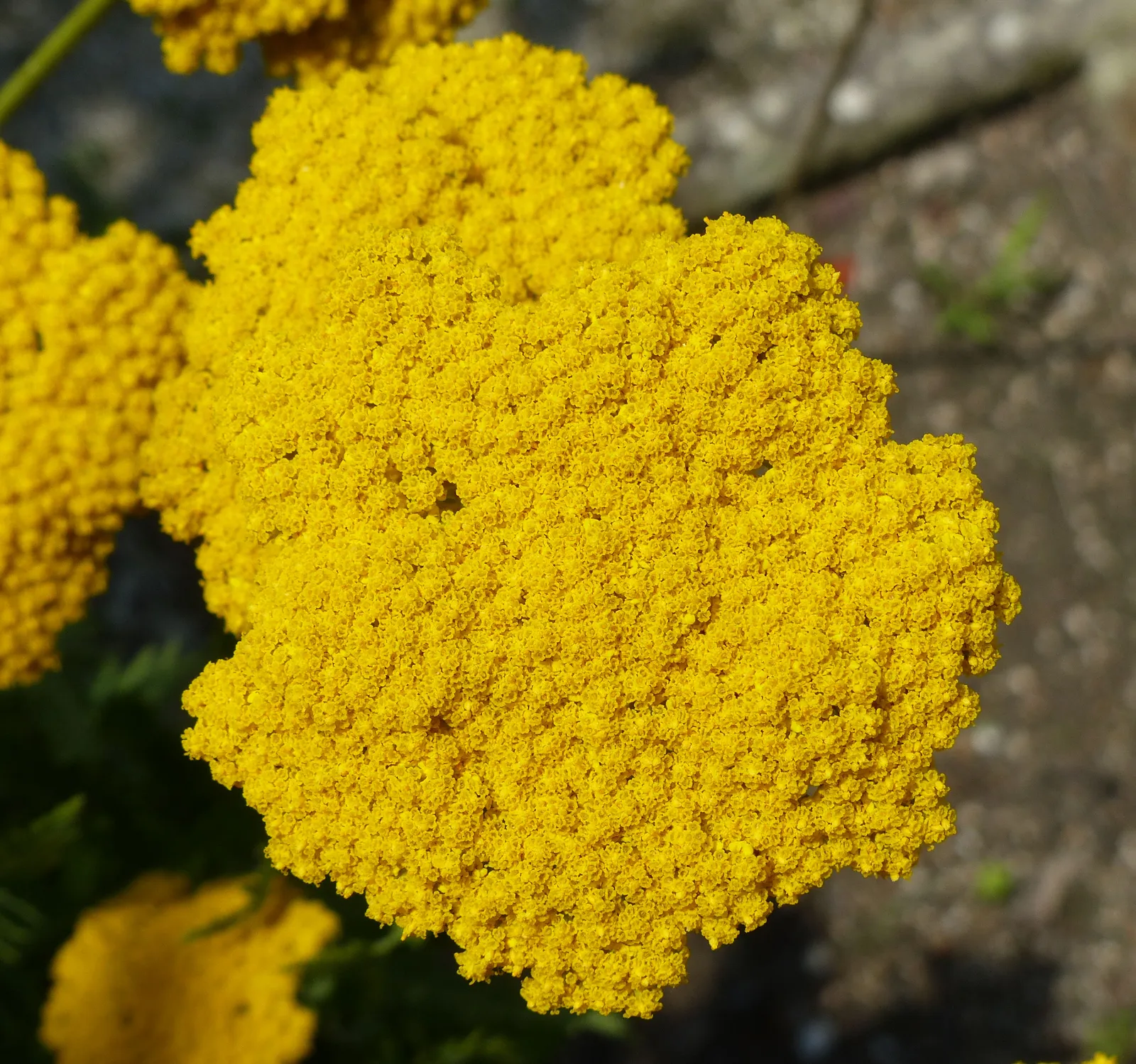 Achillea Filipendulina Flower — botanical anatomy illustration
