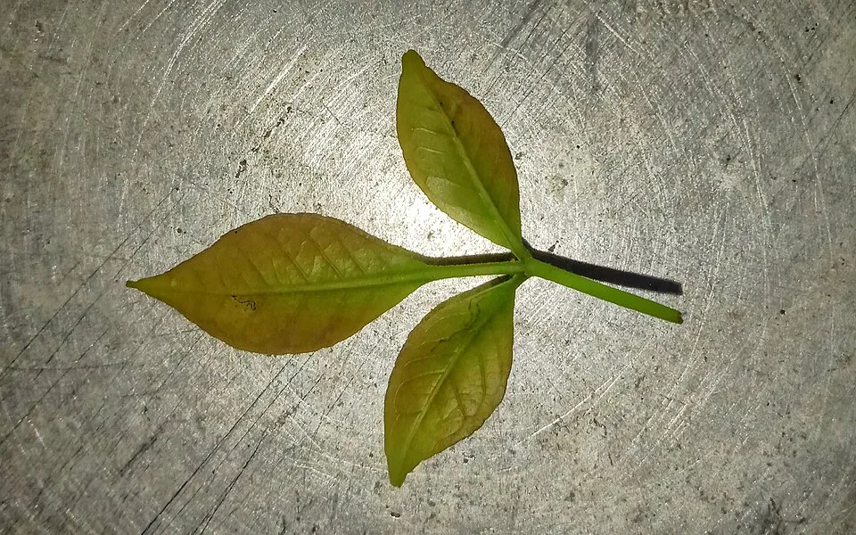 Bilva Leaf — botanical anatomy illustration