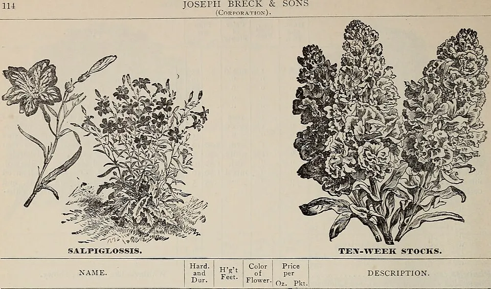 African Violet Fruit — botanical anatomy illustration