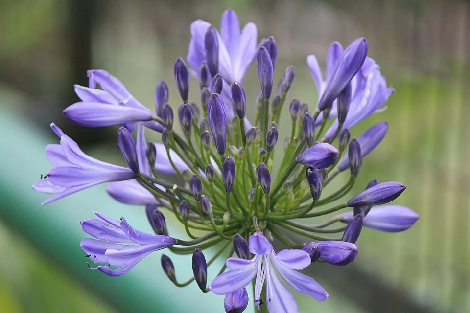 Agapanthus Flower — botanical anatomy illustration