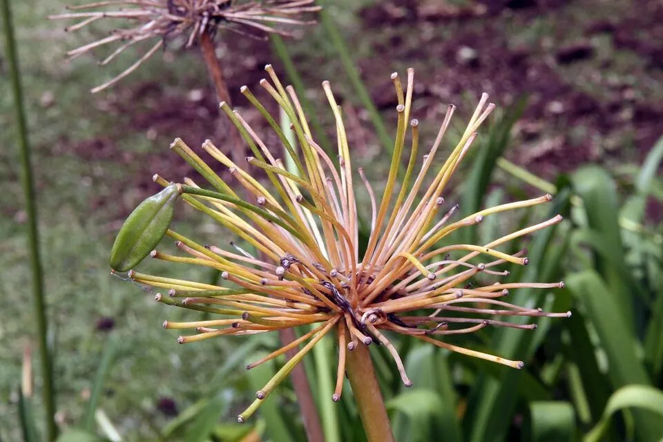 Agapanthus Fruit — botanical anatomy illustration