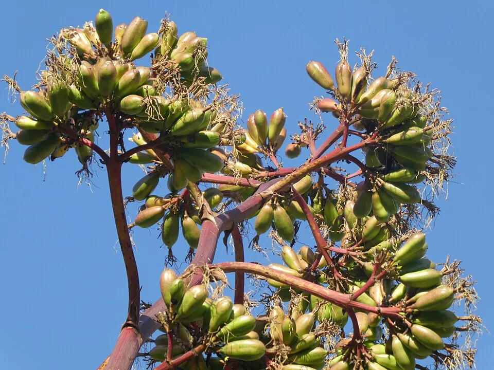 Agave Medicinal Fruit — botanical anatomy illustration