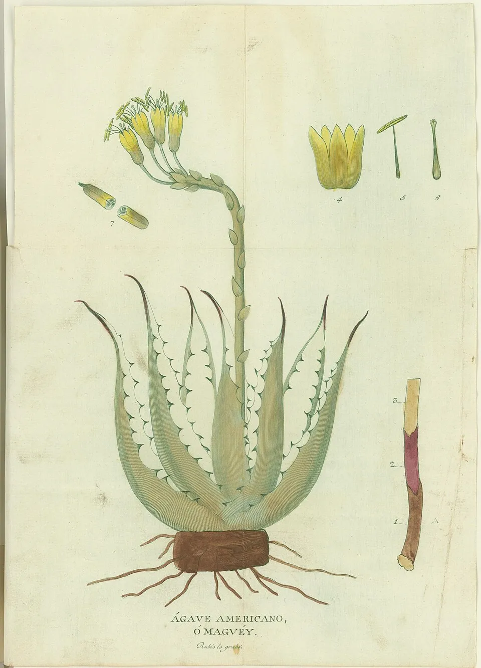Agave Medicinal Root System — botanical anatomy illustration