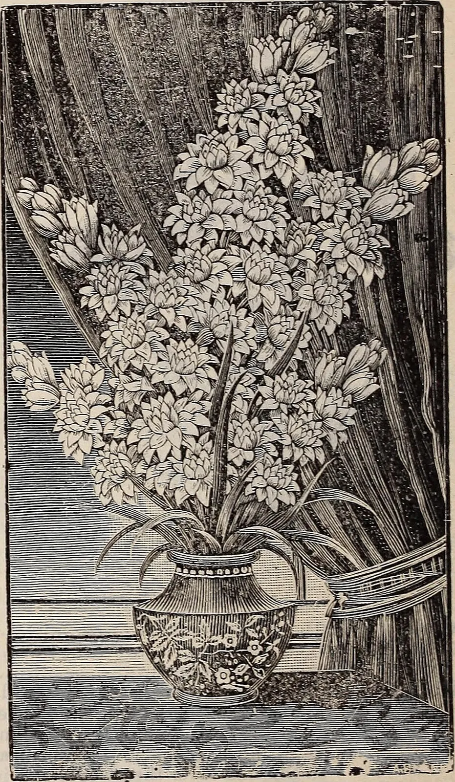 Agave Garden Fruit — botanical anatomy illustration