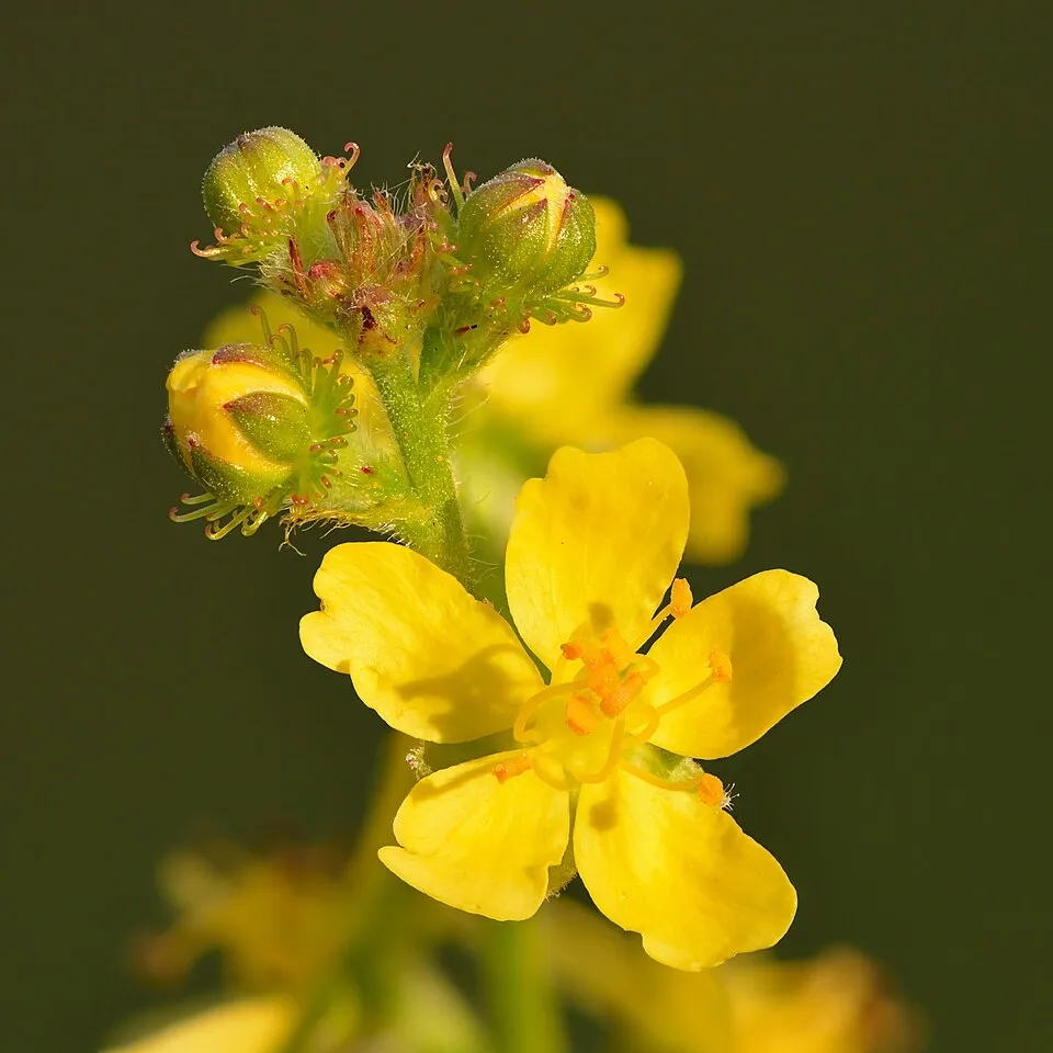 Agrimony Flower — botanical anatomy illustration