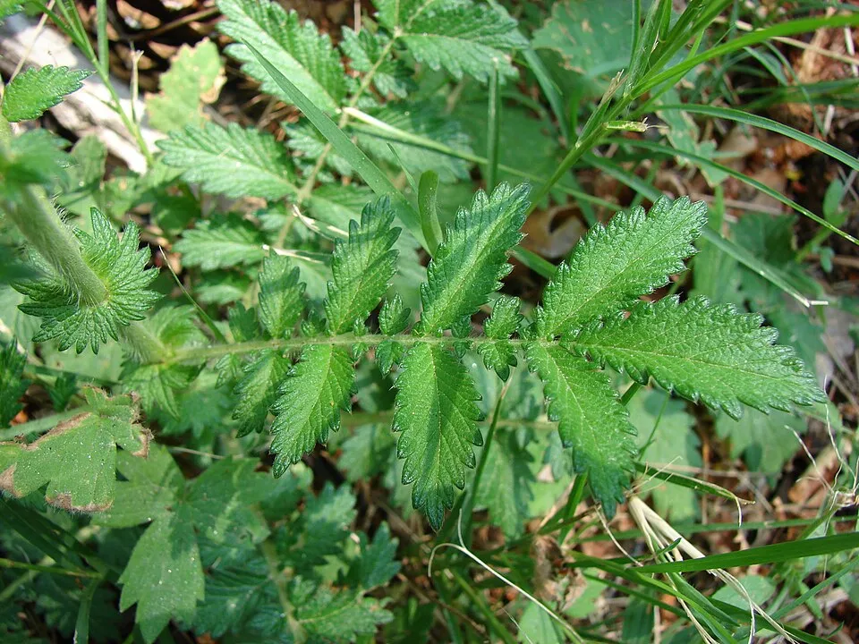 Agrimony Leaf — botanical anatomy illustration