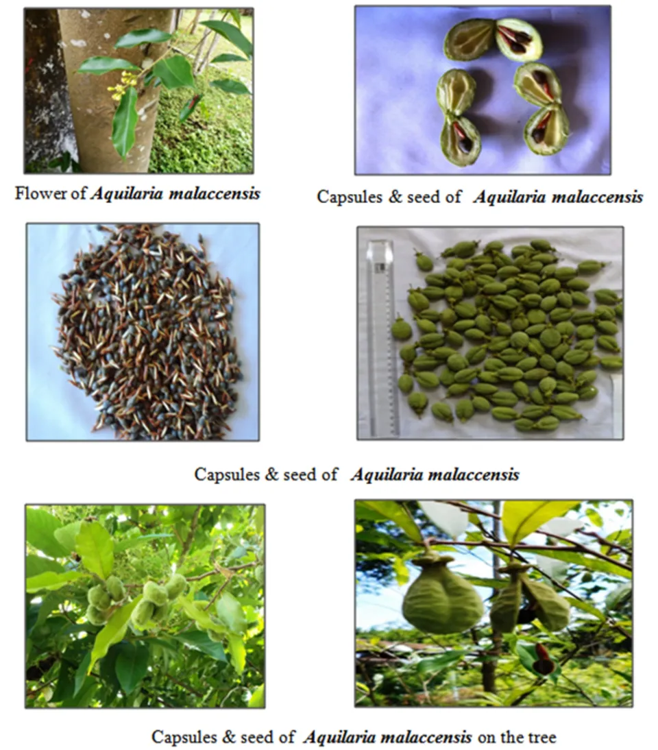 Aguru Fruit — botanical anatomy illustration