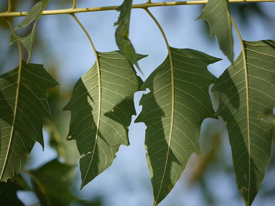Ailanthus Leaf — botanical anatomy illustration