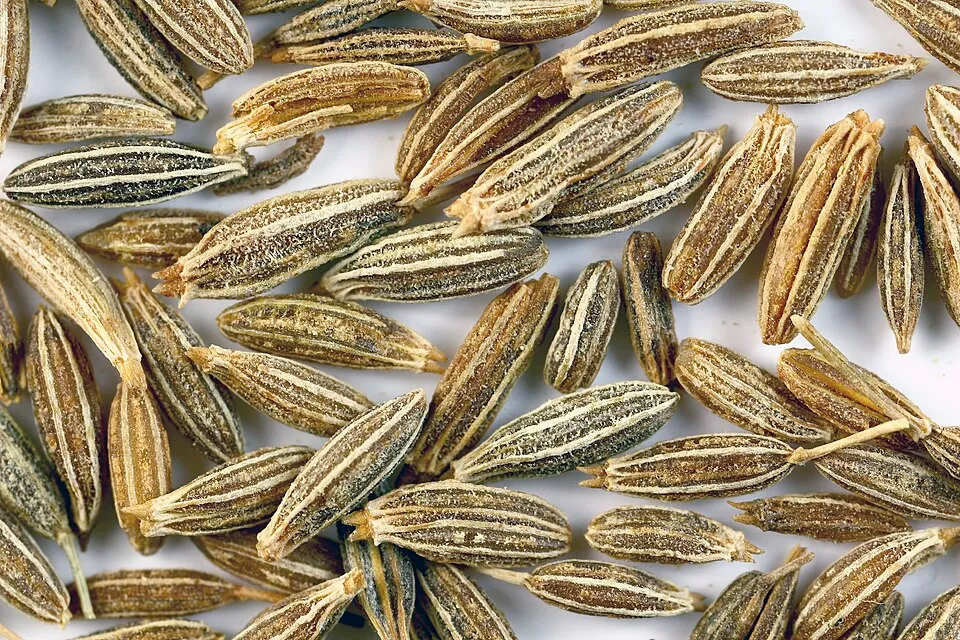 Ajaji Fruit — botanical anatomy illustration