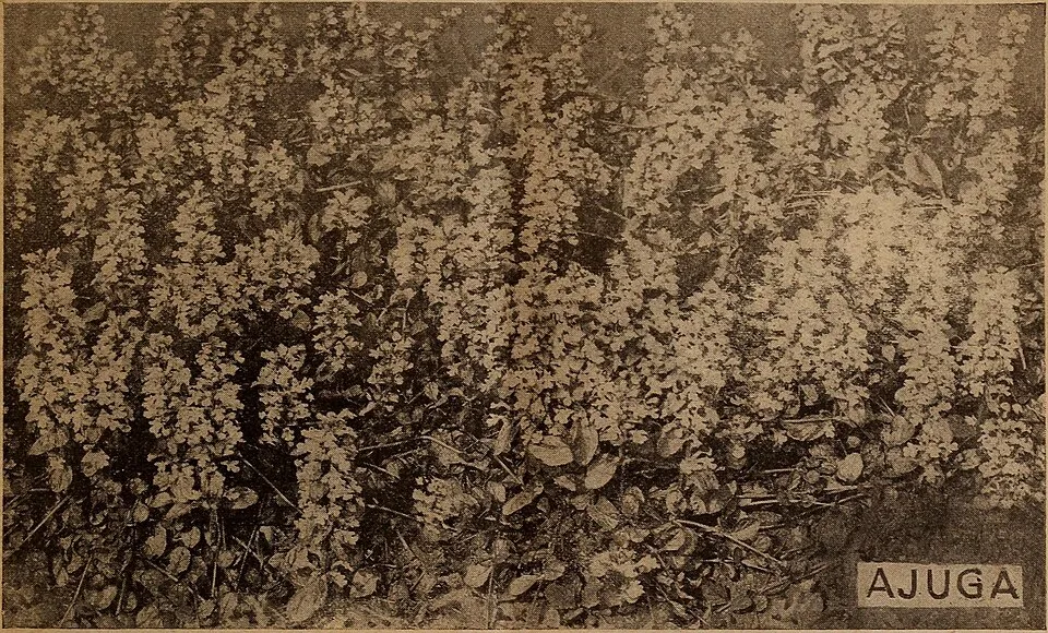 Ajuga Flower — botanical anatomy illustration