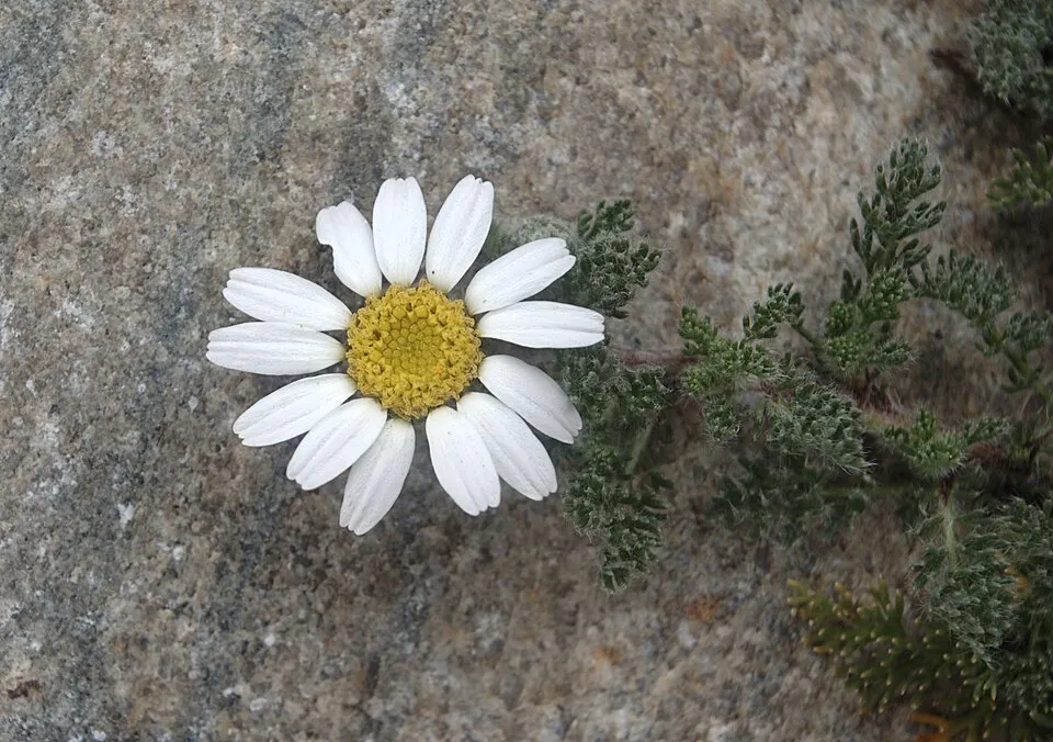 Akarkara Flower — botanical anatomy illustration