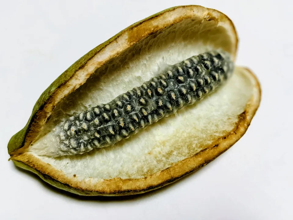 Akebia Vine Fruit — botanical anatomy illustration