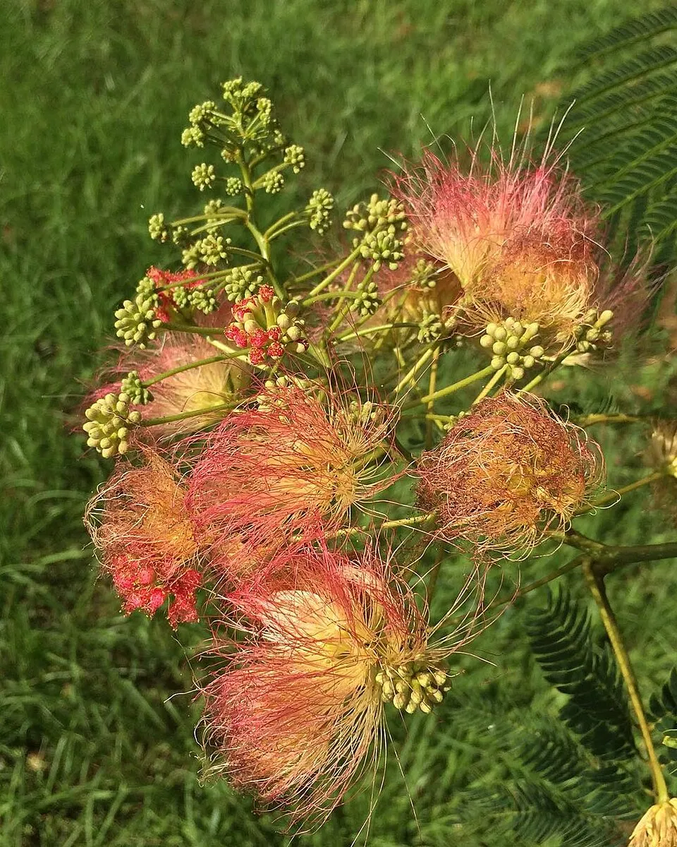 Albizia Flower — botanical anatomy illustration