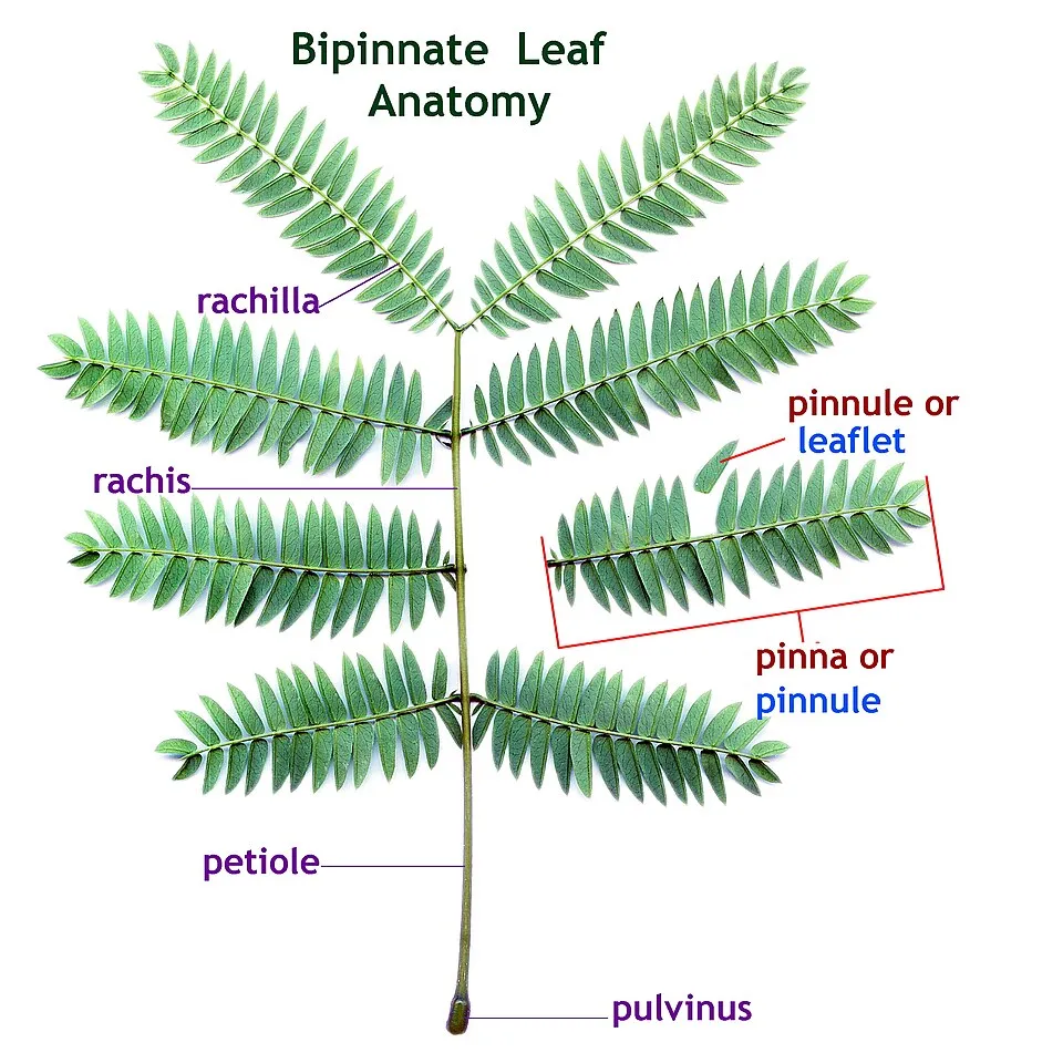 Albizia Leaf — botanical anatomy illustration