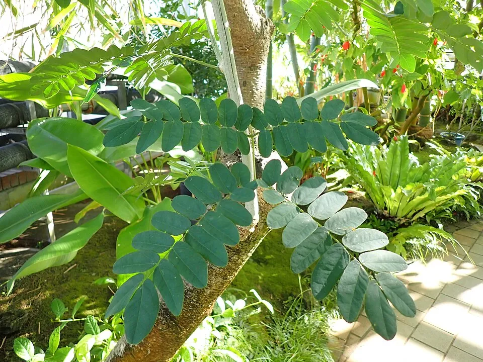 Woman's Tongue Leaf — botanical anatomy illustration