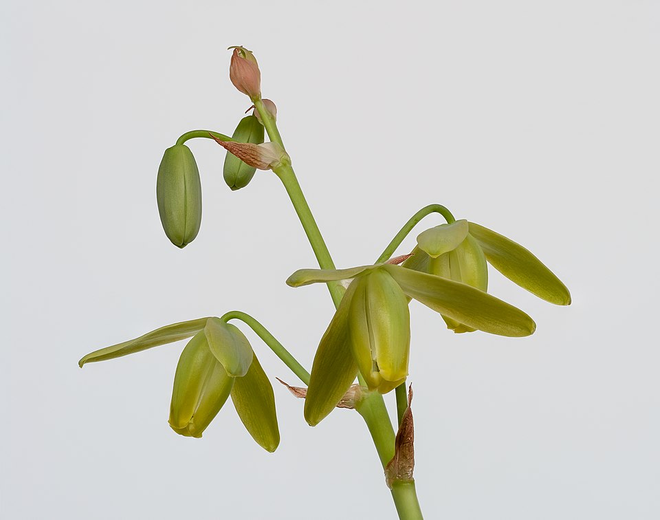 Albuca Spiralis Flower — botanical anatomy illustration