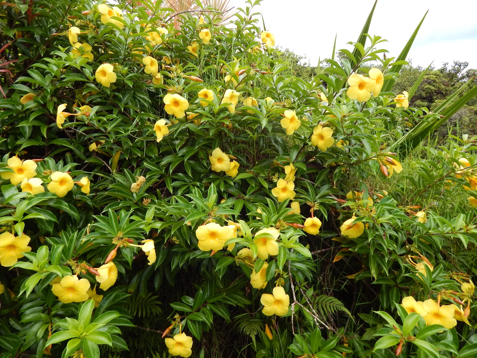 Allamanda Cathartica Flower — botanical anatomy illustration
