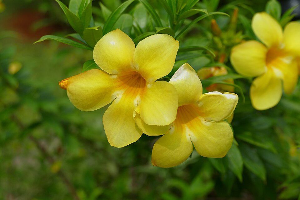Allamanda Flower — botanical anatomy illustration