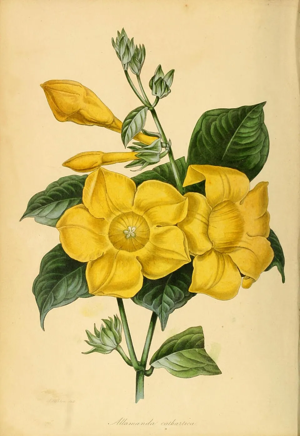 Allamanda Root System — botanical anatomy illustration