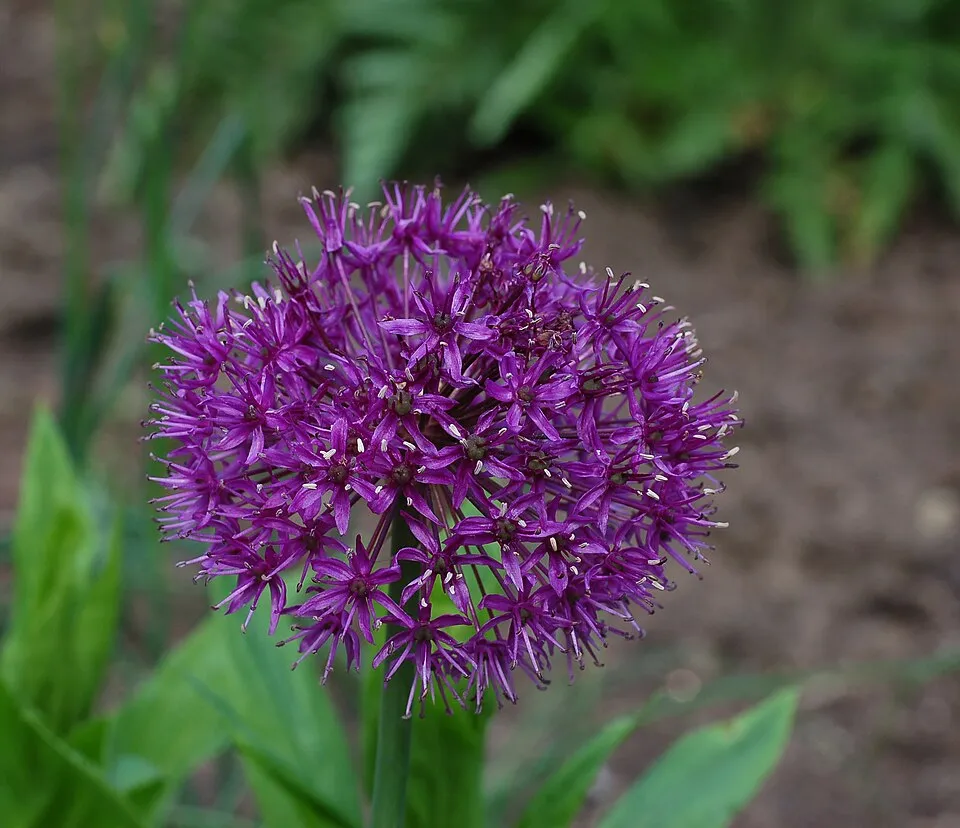 Allium Aflatunense Flower — botanical anatomy illustration