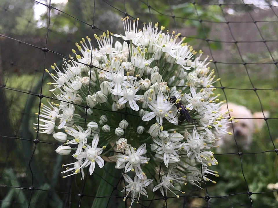 Onion Flower — botanical anatomy illustration