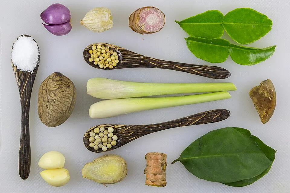 Onion Leaf — botanical anatomy illustration