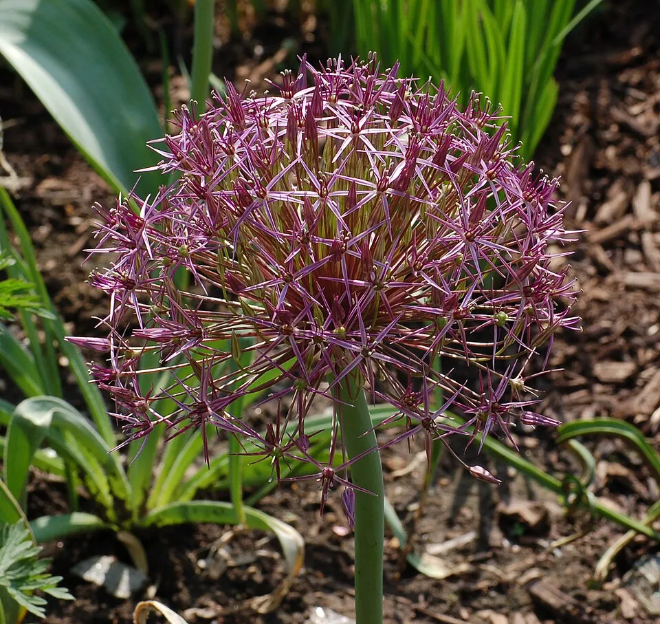 Allium Christophii Flower — botanical anatomy illustration