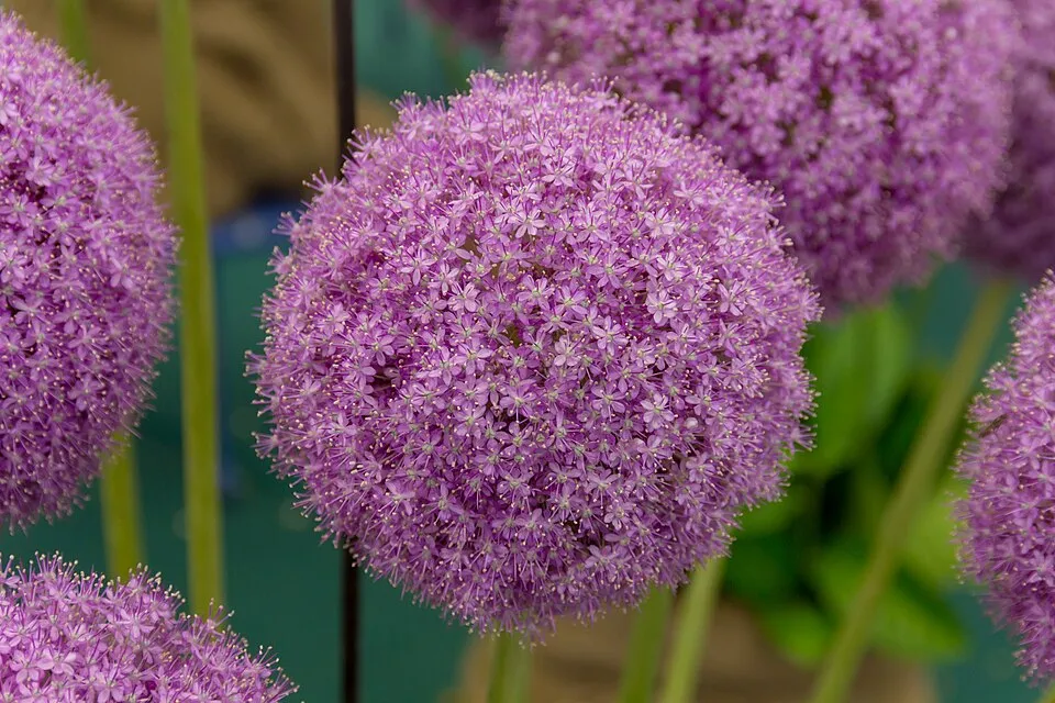 Allium Garden Flower — botanical anatomy illustration