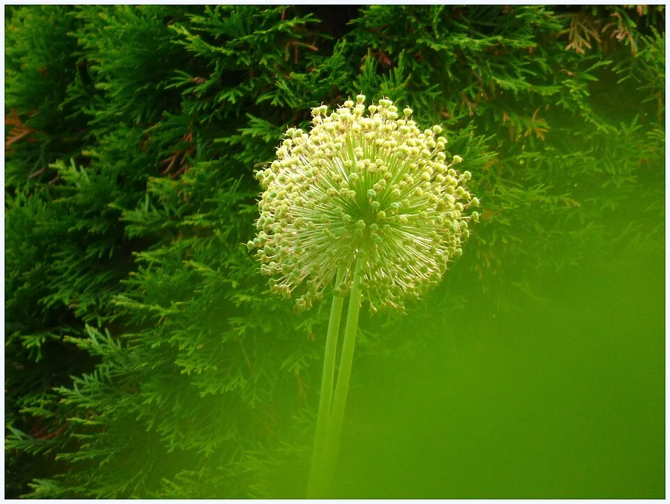Allium Garden Fruit — botanical anatomy illustration