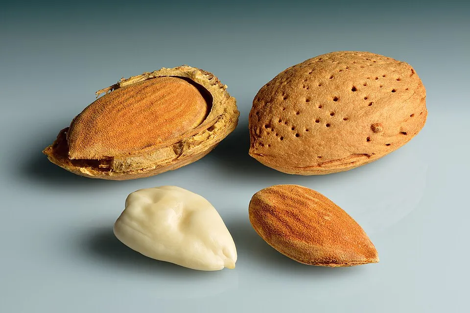 Almond Tree Fruit — botanical anatomy illustration