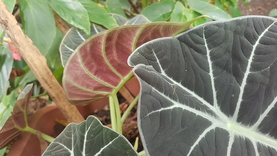 Alocasia Black Velvet Leaf — botanical anatomy illustration