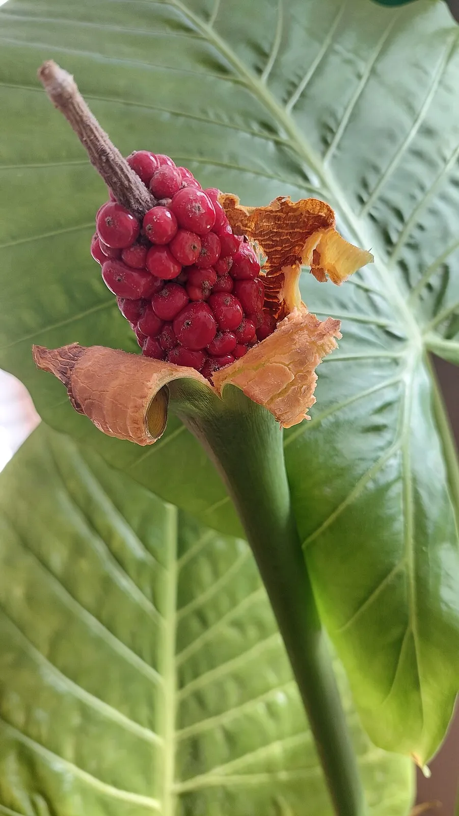 Alocasia Macrorrhiza Fruit — botanical anatomy illustration