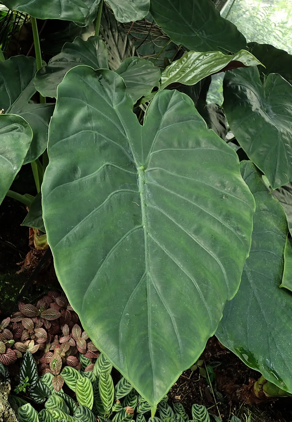Alocasia Wentii Leaf — botanical anatomy illustration