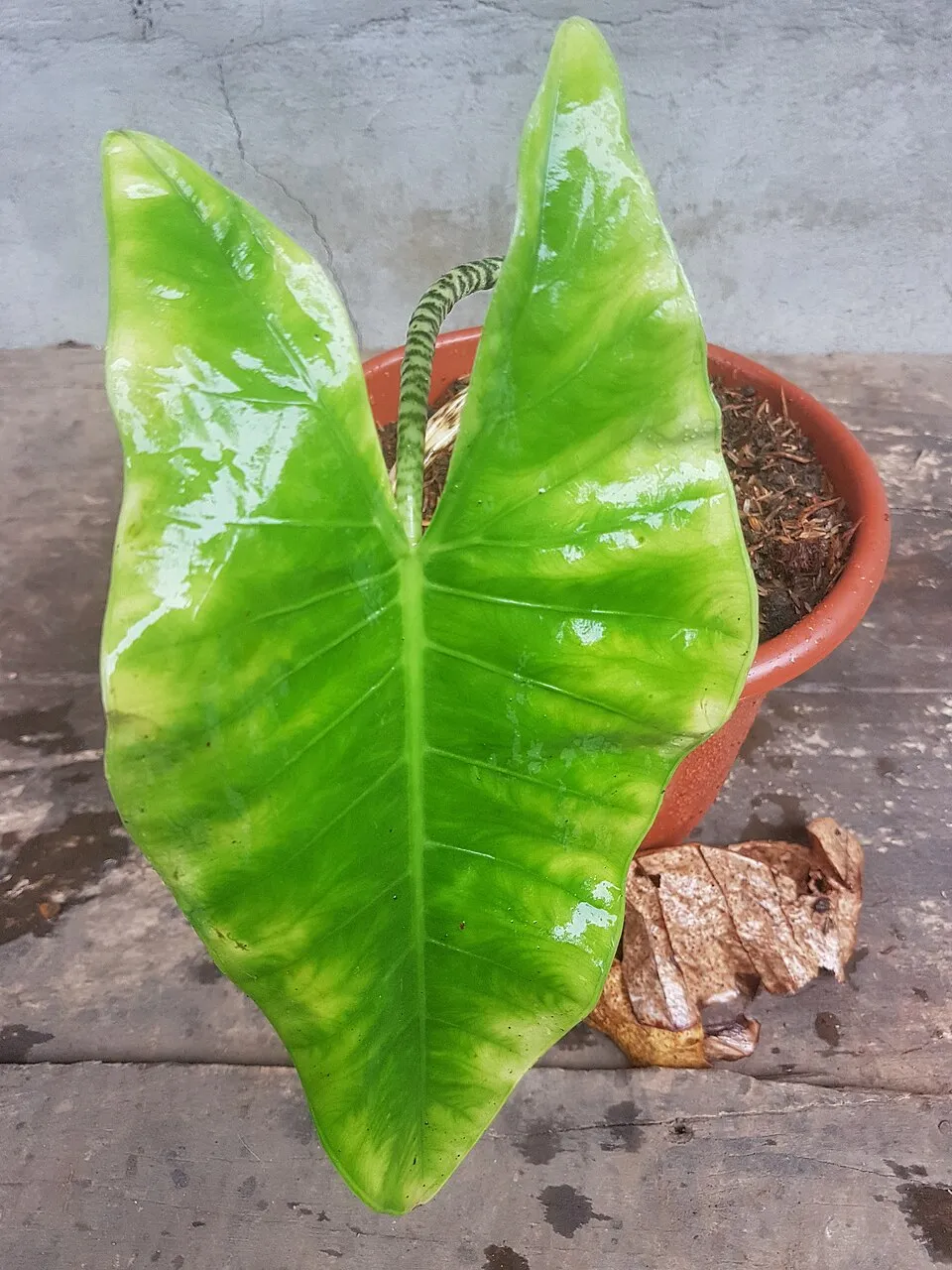 Alocasia Zebrina Leaf — botanical anatomy illustration