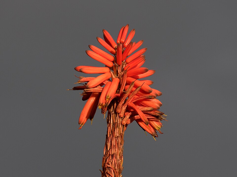 Aloe Garden Flower — botanical anatomy illustration