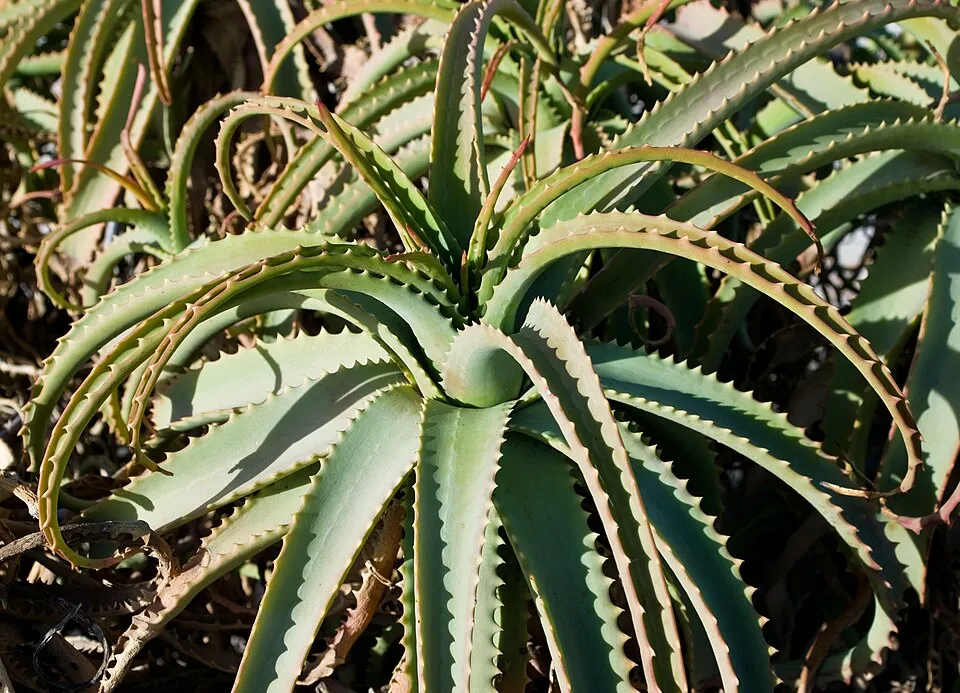 Aloe Garden Leaf — botanical anatomy illustration