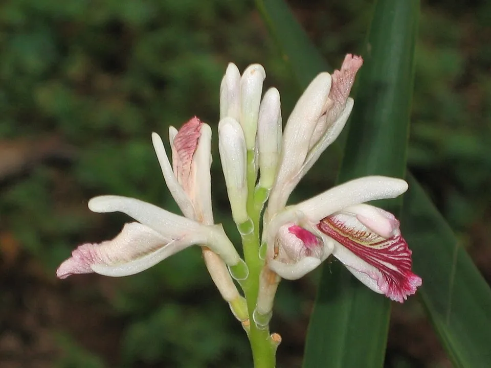Alpinia Officinarum Flower — botanical anatomy illustration