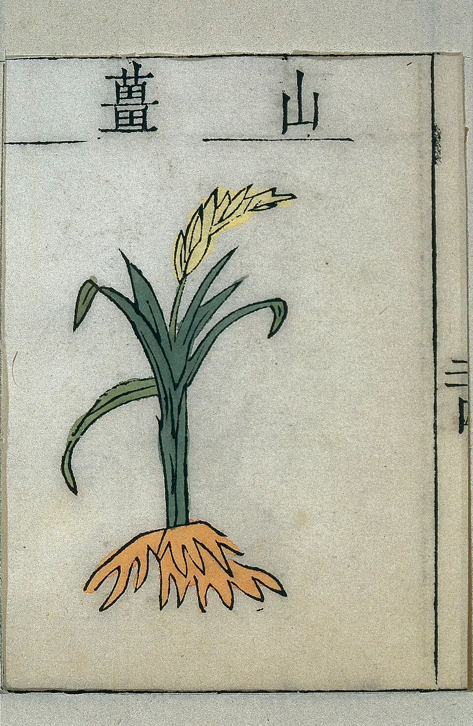 Alpinia Officinarum Root System — botanical anatomy illustration