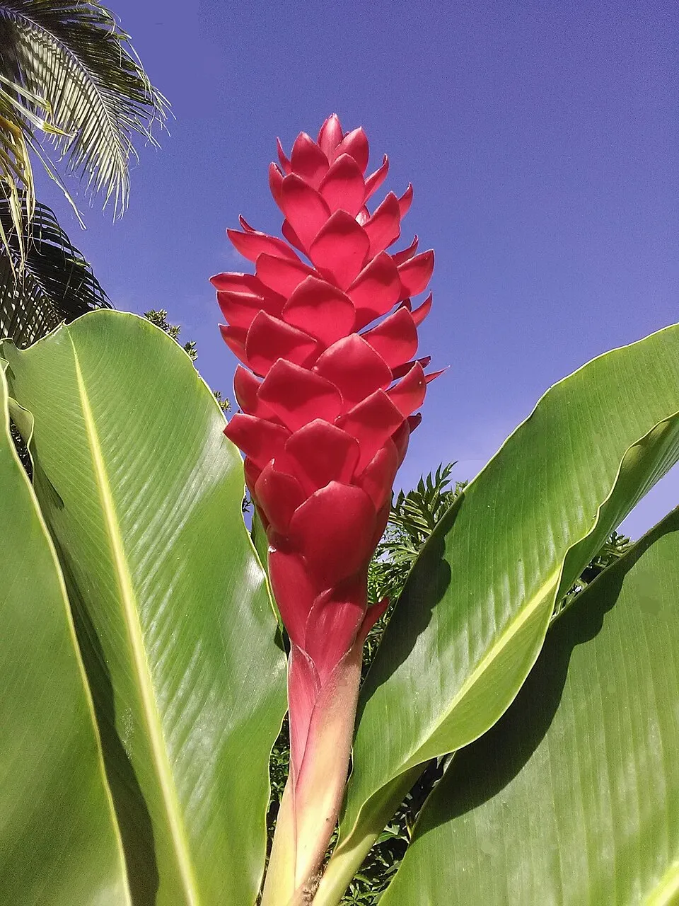 Alpinia Purpurata Flower — botanical anatomy illustration