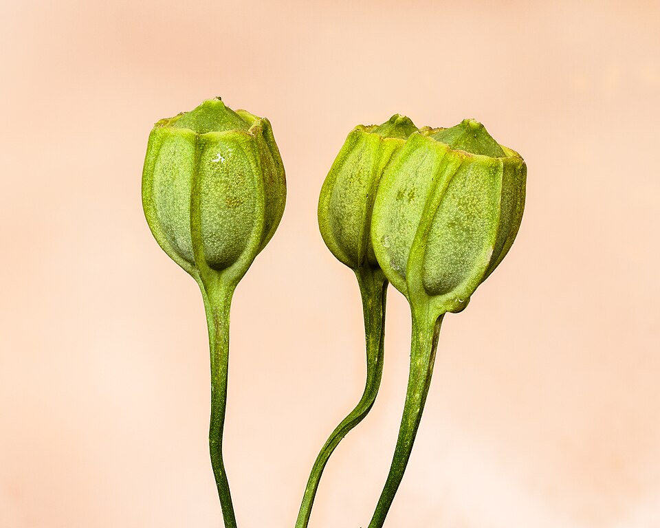 Alstroemeria Flower — botanical anatomy illustration