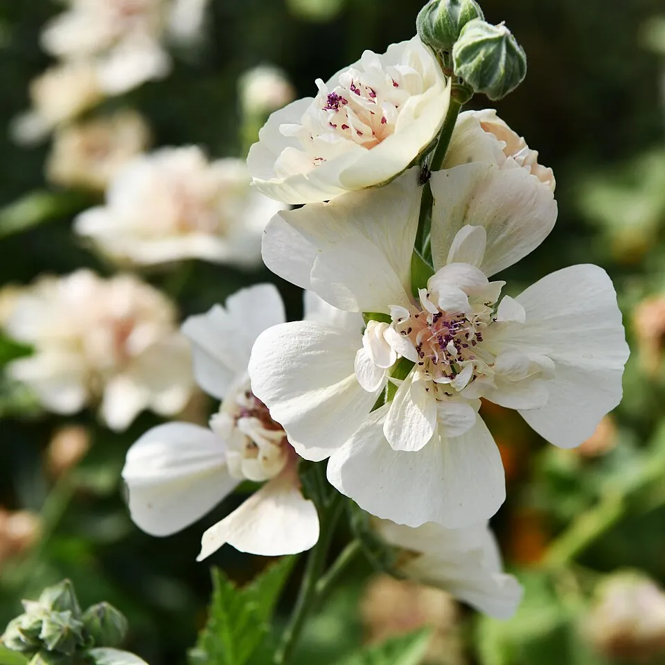 Marshmallow Flower — botanical anatomy illustration