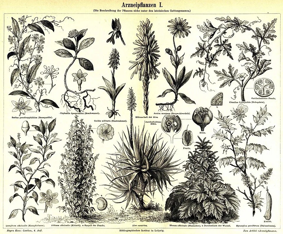 Marshmallow Root System — botanical anatomy illustration