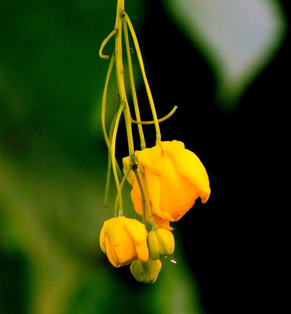 Amaltas Flower — botanical anatomy illustration