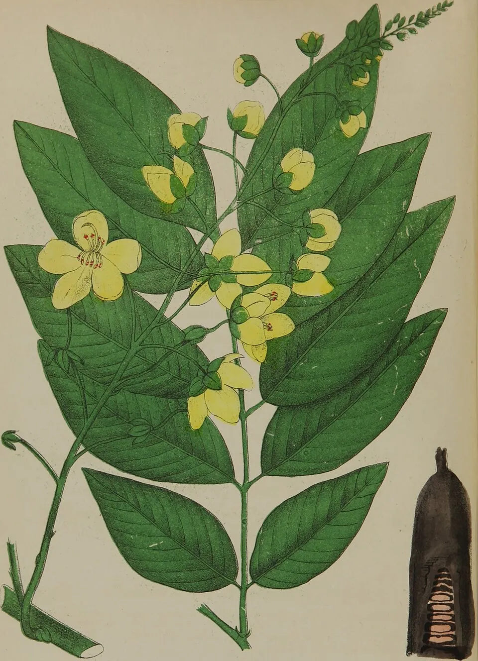 Amaltas Root System — botanical anatomy illustration