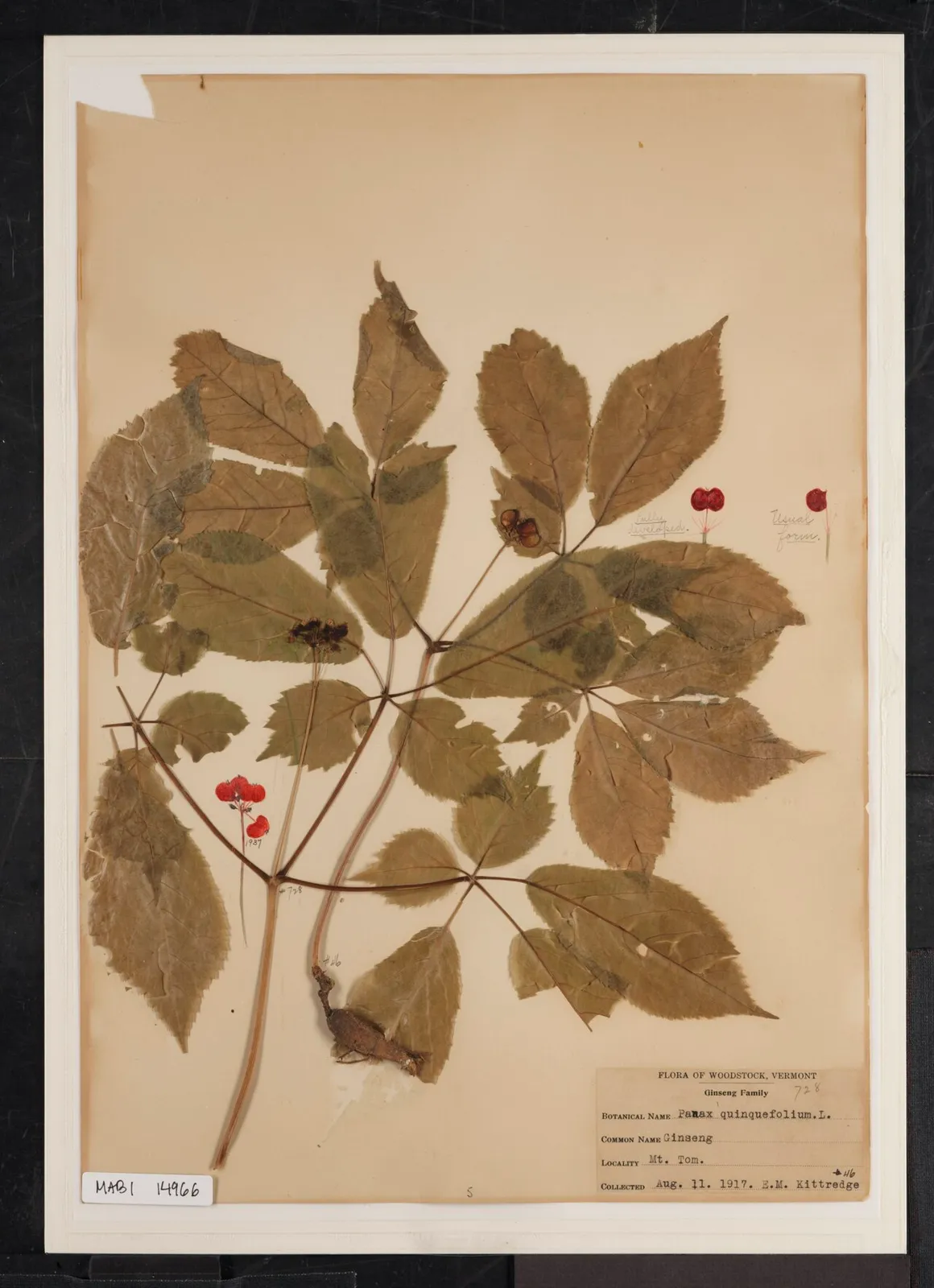 American Ginseng Flower — botanical anatomy illustration