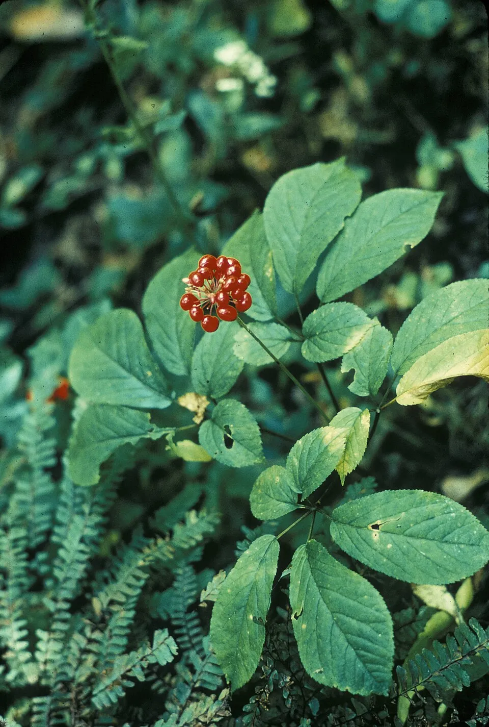 American Ginseng Fruit — botanical anatomy illustration