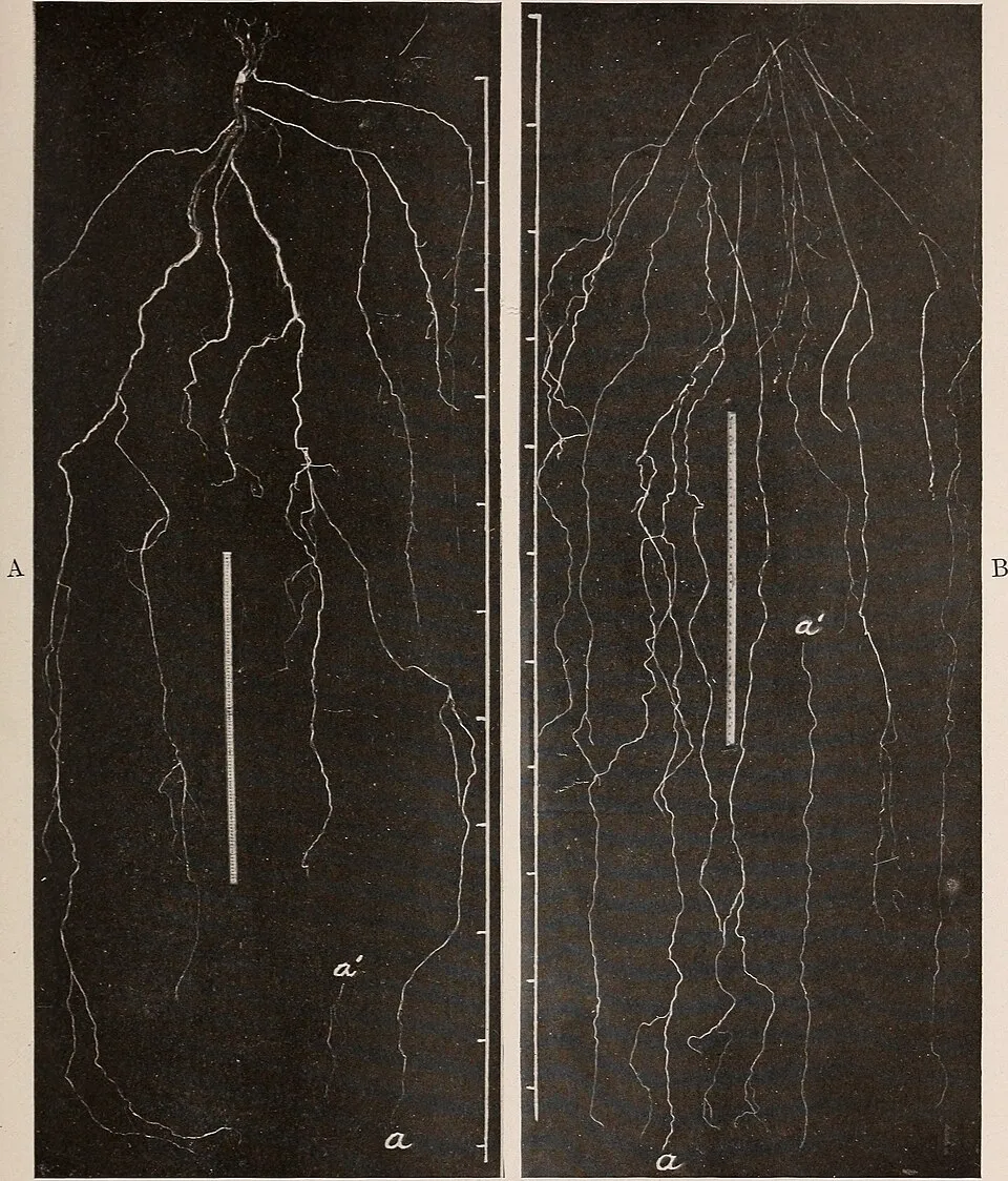 Amorpha Canescens Root System — botanical anatomy illustration
